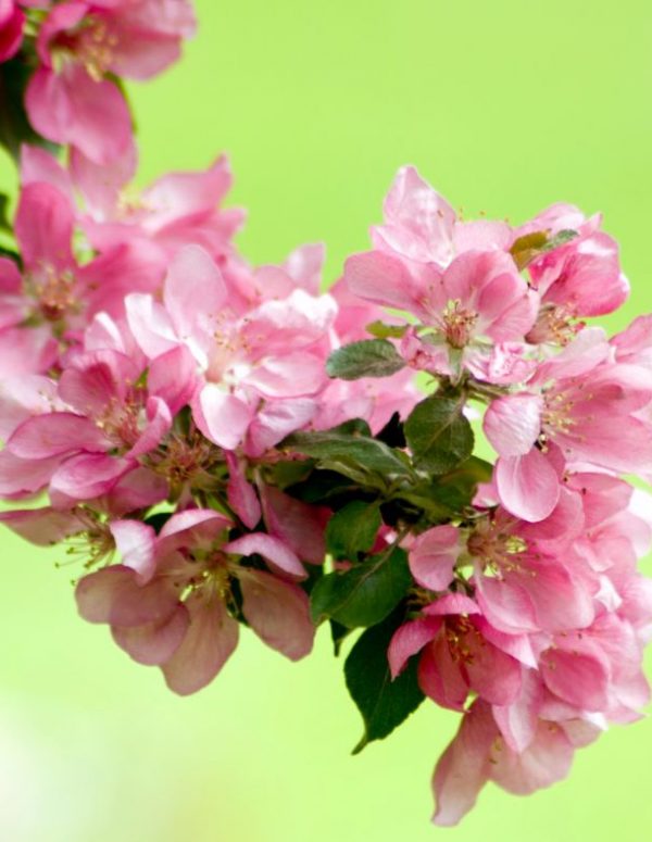 AIWA Clinic darba laiks svētkos