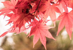 Darba laiks Valsts svētkos